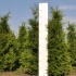 Thuja occidentalis 'Brabant' 175-200 cm 